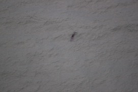 Missing Picture